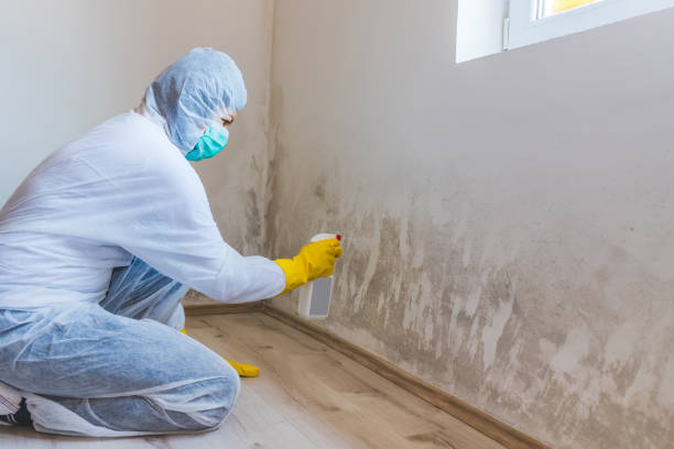Licensed Mold Remediation service in Oak Ridge, NC - WQB Mold Removal